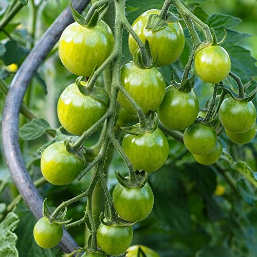 Limetto F1 Tomate 10 Samen - fruchtiger und frischer Tomatengeschmack von samenfritze