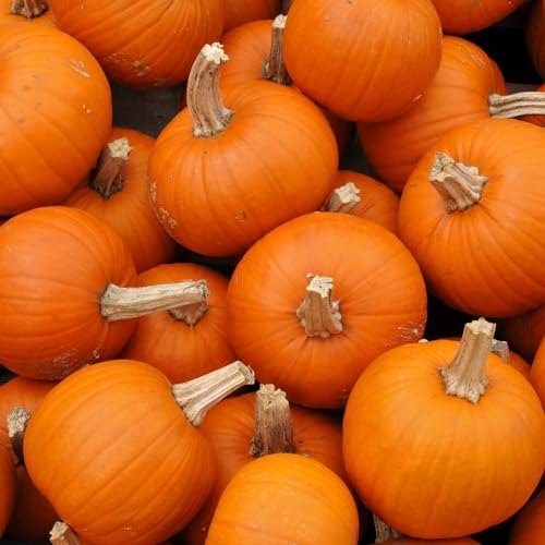 Mini-Kürbis Baby Bear ca. 10 Samen - Mini-Halloween-Kürbis Mini-Kürbis Baby Bear ca. 10 Samen - Mini-Halloween-Kürbis von samenfritze