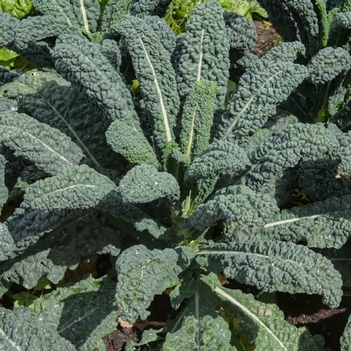 Nero di Toscana Palmkohl ca. 100 Samen - dekorativer Kohl mit palmenartigem Wuchs von samenfritze