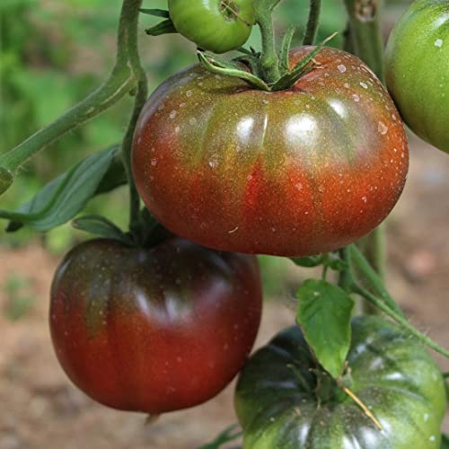 Noire Russe Bio-Tomatensamen für ca. 10 Pflanzen – dunkelrot und würzig von samenfritze