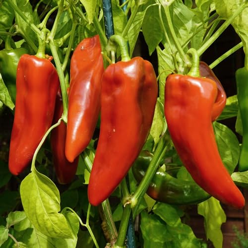 Paprika Dulce de Espana Samen für ca. 20 Pflanzen - Spitzpaprika aus Spanien von samenfritze