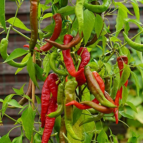 Poseidon Chili Samen für ca. 15 Pflanzen - ertragreiche, frühe Sorte von samenfritze