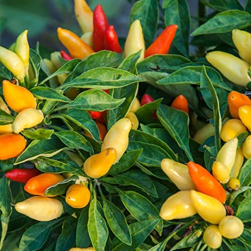 Prairie Fire Chili 10 Bio-Samen - ertragreiche, kleinbleibende Sorte von samenfritze