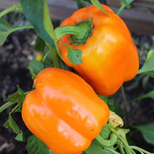 Rewia Paprika Samen für ca. 20 Pflanzen - orangefarbener Blockpaprika von samenfritze