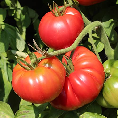 Rose Crush F1 Tomate 6 Samen - aromatische Fleischtomate, braunfäuleresistent von samenfritze