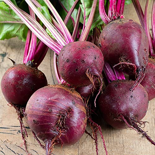 Rote Beete Detroit 2 Bolivar ca. 100 Samen - spät schießend und ertragssicher Rote Beete Detroit 2 Bolivar ca. 100 Samen - spät schießend und ertragssicher von samenfritze