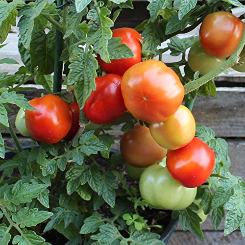 Rotkäppchen Tomatensamen für ca. 20 Pflanzen - alte, deutsche Buschtomate von samenfritze