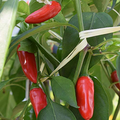 Serrano Chili Samen für ca. 20 Pflanzen - beliebte Sorte in Mexiko von samenfritze