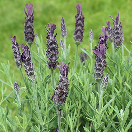 Spanischer Lavendel ca. 100 Samen - Lavandula stoechas ssp. pedunculata, wunderschöne Duftpflanze von samenfritze