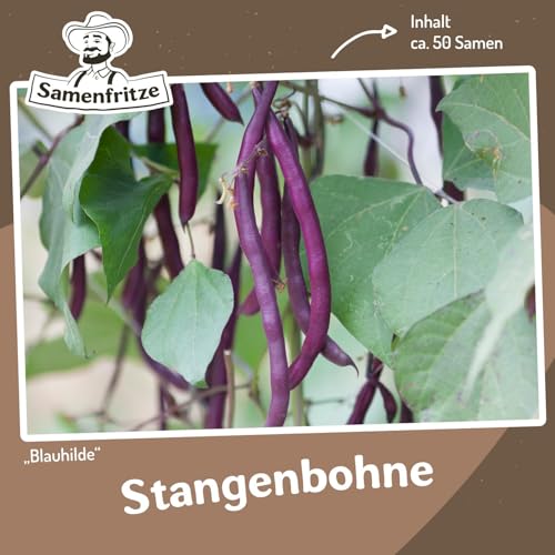 Stangenbohne Blauhilde ca. 50 Samen - robuste Landsorte mit violetten Fruchthülsen Stangenbohne Blauhilde ca. 50 Samen - robuste Landsorte mit violetten Fruchthülsen von samenfritze