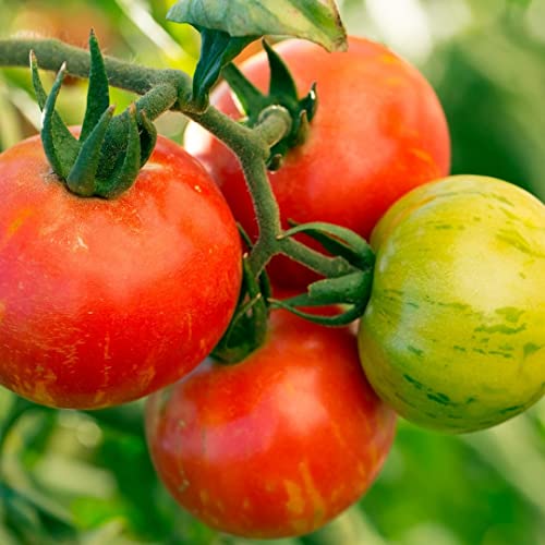 Tigerella Bio-Tomatensamen für ca. 10 Pflanzen - alte gestreifte Sorte, angenehmes Aroma von samenfritze