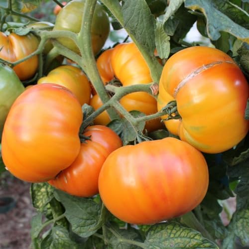 Tomatensamen Ananas für ca. 10 Pflanzen - beliebte Fleischtomate, tolles Aroma von samenfritze