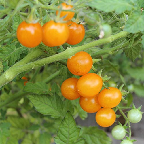 Tomatensamen Galapagos 10 Stück - Wildtomate von den Galapagosinseln von samenfritze