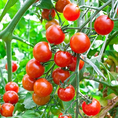 Tomatensamen Red Currant 10 Stück - pflegeleichte Wildtomate von samenfritze
