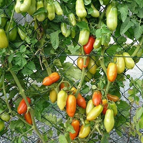 Tomatensamen San Marzano 2 für ca. 20 Pflanzen - klassische italienische Sorte von samenfritze