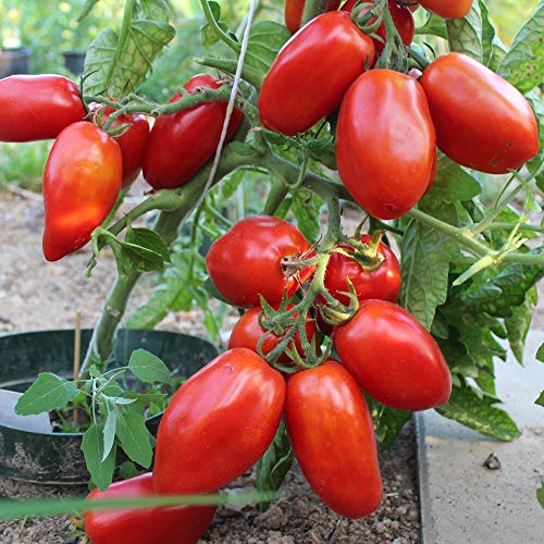 Tomatensamen San Marzano nano für ca. 20 Pflanzen - klassische italienische Sorte, Buschtomate von samenfritze