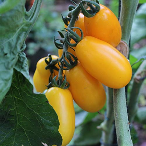 Tomatensamen Taiko für ca. 15 Pflanzen - ertragreiche Cocktailtomate von samenfritze