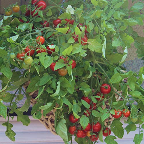 Tumbling Tom rot Tomatensamen für ca. 20 Pflanzen - perfekte Ampelpflanze, frühe Sorte von samenfritze