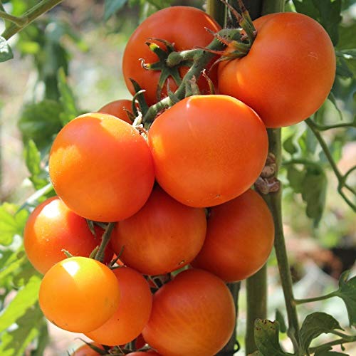 Zlatava Tomatensamen für ca. 15 Pflanzen - orangene Schale mit rotem Fruchtfleisch von samenfritze