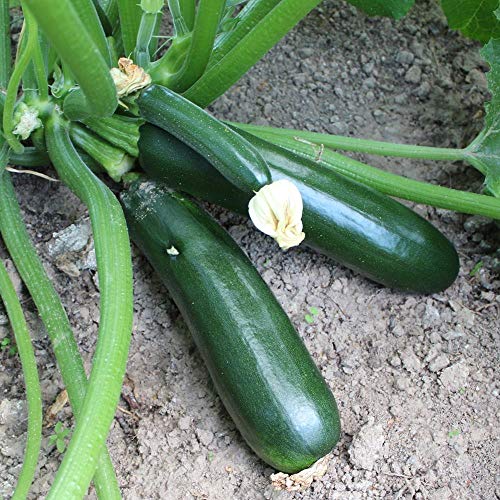 Zucchini Black Beauty Samen für ca. 10 Pflanzen - festes Fruchtfleisch, dunkle Früchte von samenfritze