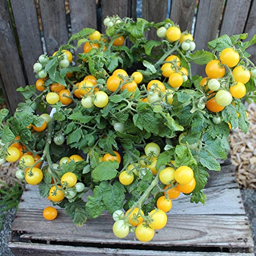 samenfritze Aztek Tomatensamen für ca. 20 Pflanzen - ideal für Balkonkästen, kompakt und ertragreich von samenfritze