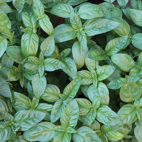 samenfritze Basilikum Genovese ca. 2000 Samen - Ocimum basilicum, klassische, italienische Sorte von samenfritze