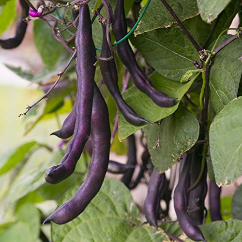 samenfritze Buschbohne Purple Queen ca. 100 Samen - robust und fadenlos samenfritze Buschbohne Purple Queen ca. 100 Samen - robust und fadenlos von samenfritze