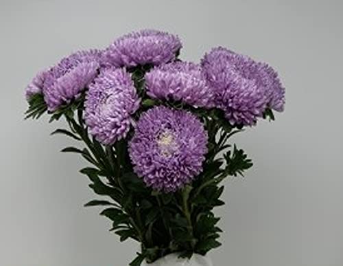 Aster Samen Balloon Harzaster XXL Lilac Sommerastern Profisaatgut original aus Quedlinburg von satimex