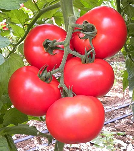 Tomate Rosamunde F1, Fleischtomate Tomatensamen Profisaatgut original aus Quedlinburg von satimex