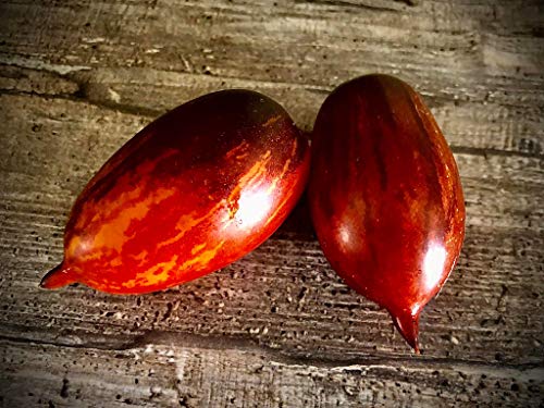 Busch-Zwerg Tomate Shadow Boxing 10 Samen von scs