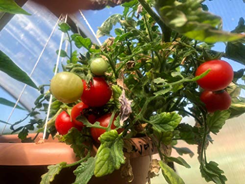 Buschtomate Bajaja 10 Samen von scs