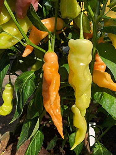 Chili Sugar Rush Peach 10 Samen Chili Sugar Rush Peach 10 Samen von scs