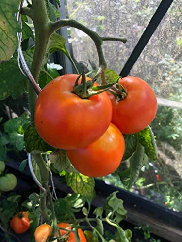 Ochsenherz Tomate Orange 10 Samen von scs