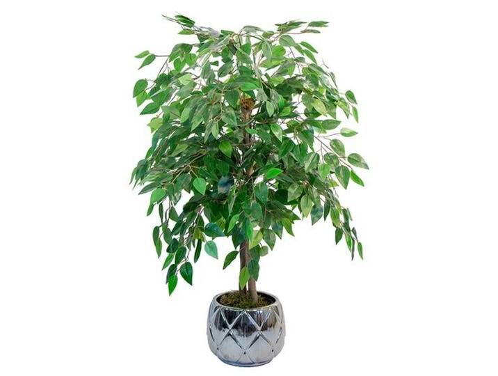 B-Ware Maia Shop Ficusbaum Kunstpflanze Ficus Dekobaum Realistischen Blättern 105cm B-Ware B-Ware Maia Shop Ficusbaum Kunstpflanze Ficus Dekobaum Realistischen Blättern 105cm B-Ware von second-circle