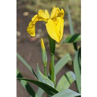 10 Iris Pseudacorus Samen, Die Gelbe Flagge Wasser-Flagge Samen von seedsbypost