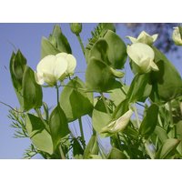 10 Lathyrus Aphaca Samen, Affinis Gelb Vetchling, Gelbe Erbsensamen, Blühende Erbse von seedsbypost