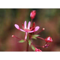 10 Lopezia Racemosa Samen, Mosquito Blumensamen, Blumensamen von seedsbypost