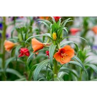 10 Oenothera Versicolor Samen, Sonnenuntergang Boulevard von seedsbypost