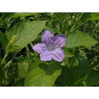 10 Ruellia Strepens Samen, Kalkstein Ruellia von seedsbypost