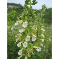 10 Teucrium Flavum Samen , Gelbe Germander von seedsbypost