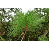 100 Pinus Kesiya Samen, Samen. Khasya Insularis Benguet Kiefer Drei Nadelkiefer Baum Samen von seedsbypost
