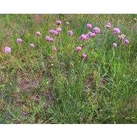 100 Samen Armeria Maritima Subsp. Elongata von seedsbypost