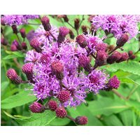 1000 Centratherum Anthelminticum Seeds, Ironweed., Conyza Anthelmintica, Vernonia Purple Fleabane von seedsbypost