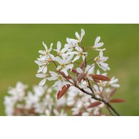 15 Amelanchier Laevis Samen, Allegheny Serviceberry von seedsbypost