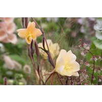 15 Oenothera Odorata Samen, Nachtkerzensamen von seedsbypost