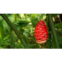 15 Zingiber Zerumbet Samen. Shampoo Ingwer, Tannenzapfen Ingwersamen. Lempoyang Samen von seedsbypost