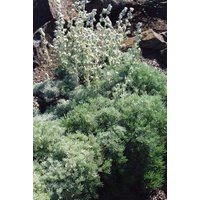 20 Artemisia Alpine Samen, Alpine Samen von seedsbypost