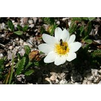 20 Dryas Oxyodonta Samen, Alpine Pflanzensamen von seedsbypost