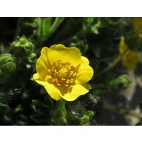 20 Potentilla Crantzii Samen , Alpine Cinquefoil von seedsbypost