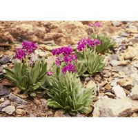 20 Primula Nivalis Samen von seedsbypost